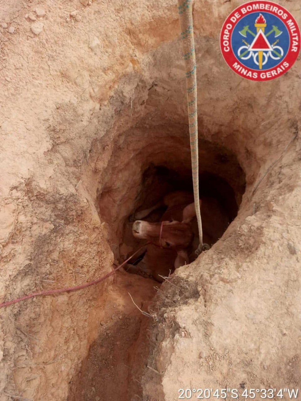 Dono da vaca foi orientado a levá-la a um veterinário
