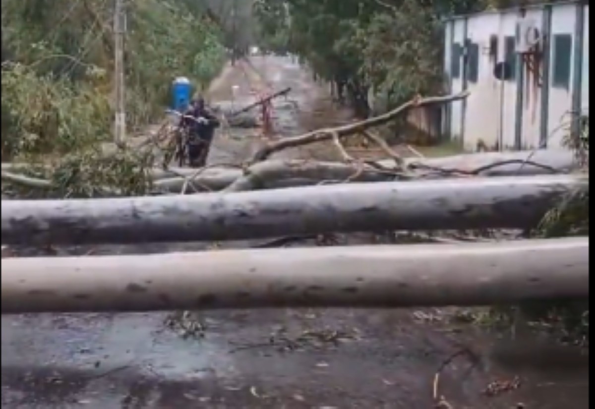 Temporal derrubou árvores e causou transtornos em Divinópolis