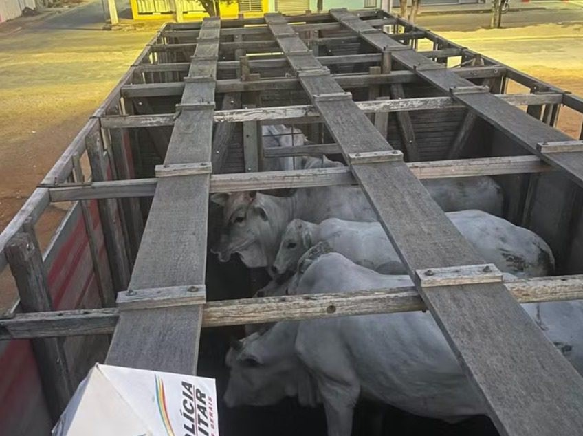 Com ajuda de vaqueiro, criminosos invadem fazenda e furtam sete bois em Jaíba; quatro foram presos