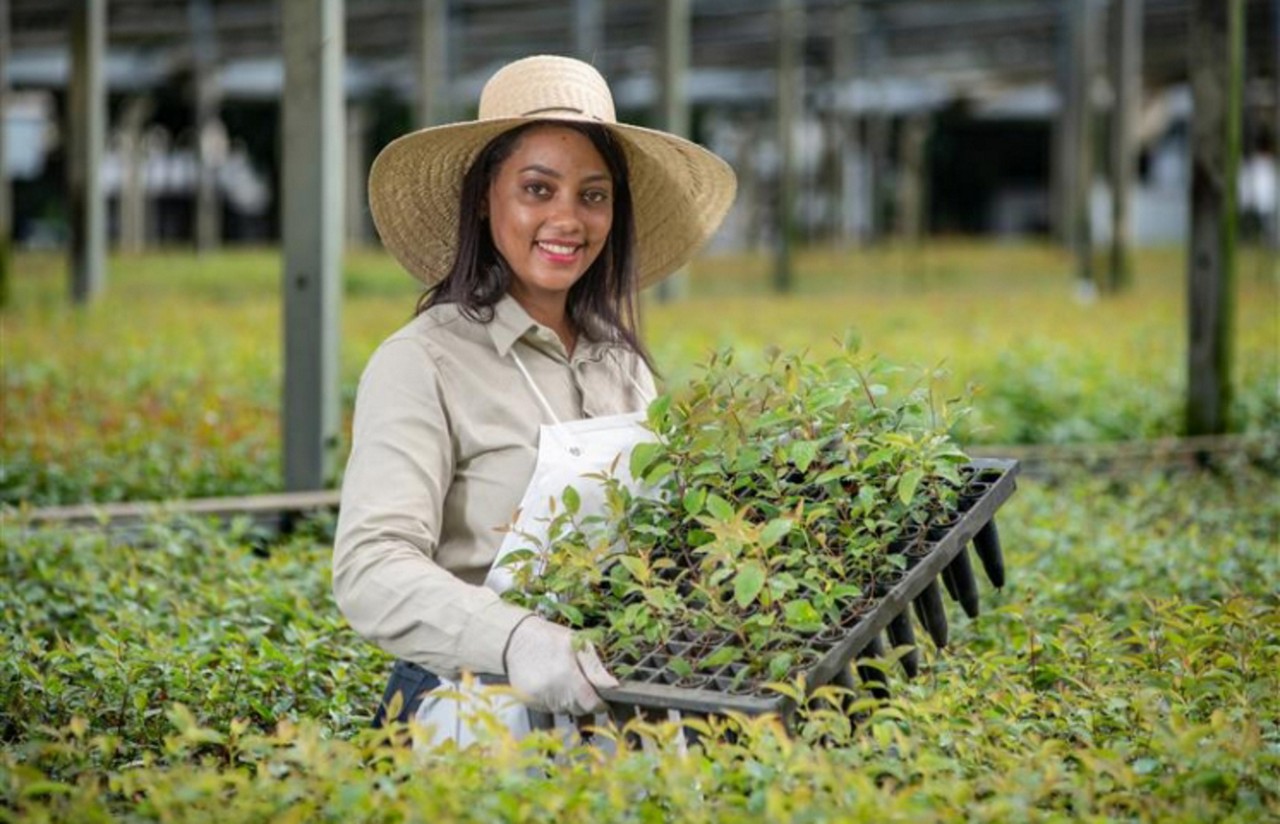 A CENIBRA cultiva florestas produtivas que convivem em harmonia com mais de 20 mil hectares de floresta nativa preservada, conectadas por corredores ecológicos que permitem a livre circulação da fauna.