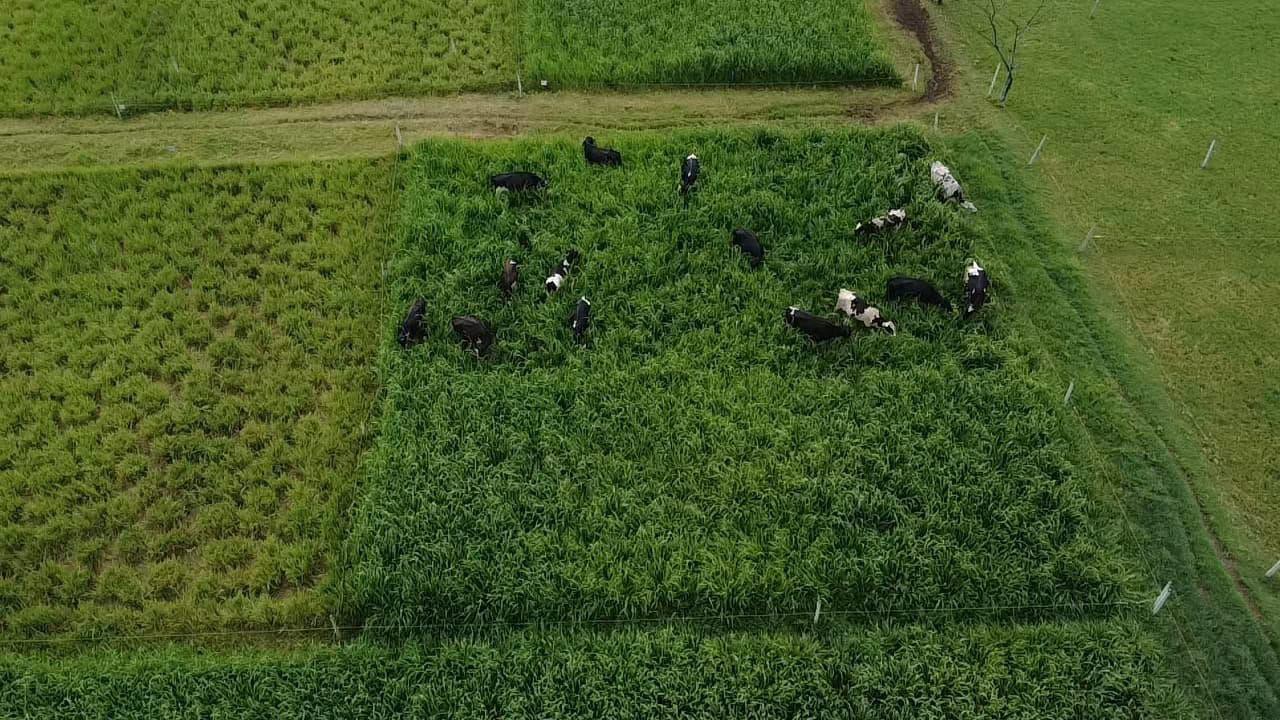 O ATeG promovido pelo Sistema Faemg Senar, está revolucionando o campo mineiro com foco em eficiência, gestão e resultados palpáveis