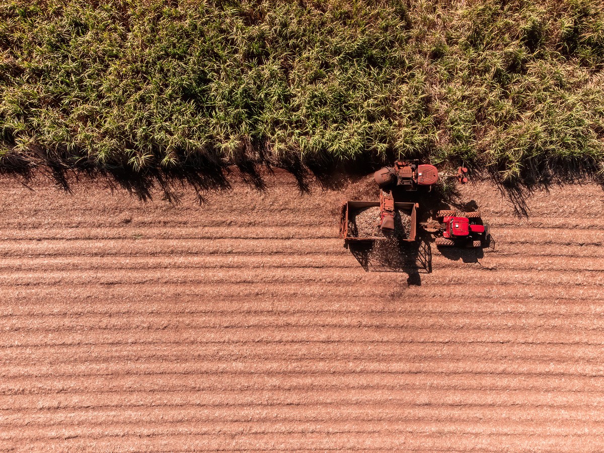 Mesmo diante do clima severo e dos incêndios rurais, a produtividade do setor se manteve e, em algumas regiões, foi superada a média nacional