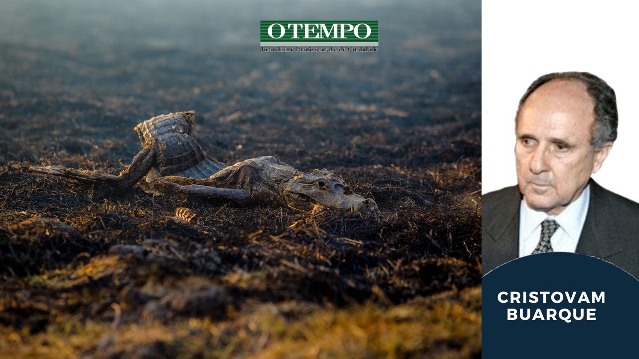 Ministra não deve ficar omissa diante dos muitos outros incêndios que desfazem o Brasil em outros setores
