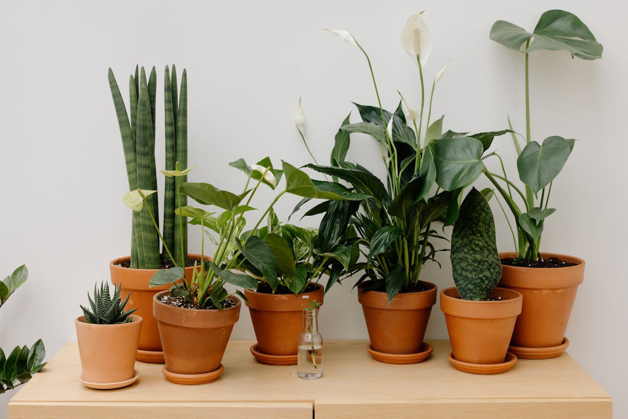 Conheça orientações da filosofia do Feng Shui sobre plantas em casa