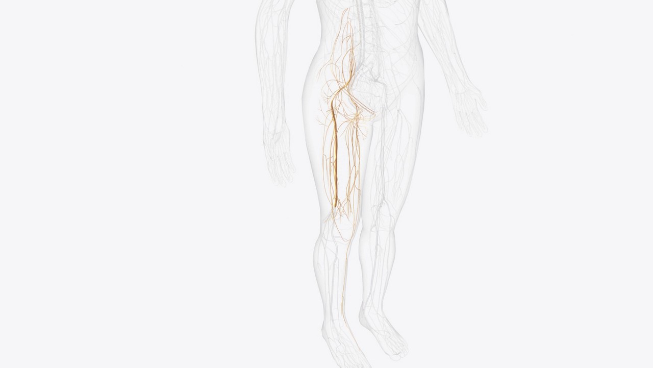 O joelho é inervado pelas raízes nervosas lombares L2 a L4, através do nervo femoral, e pelas raízes sacrais L5 e S1 a S3, através do nervo ciático.