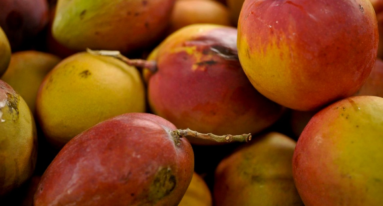 A manga é uma fruta bastante exportada para os EUA