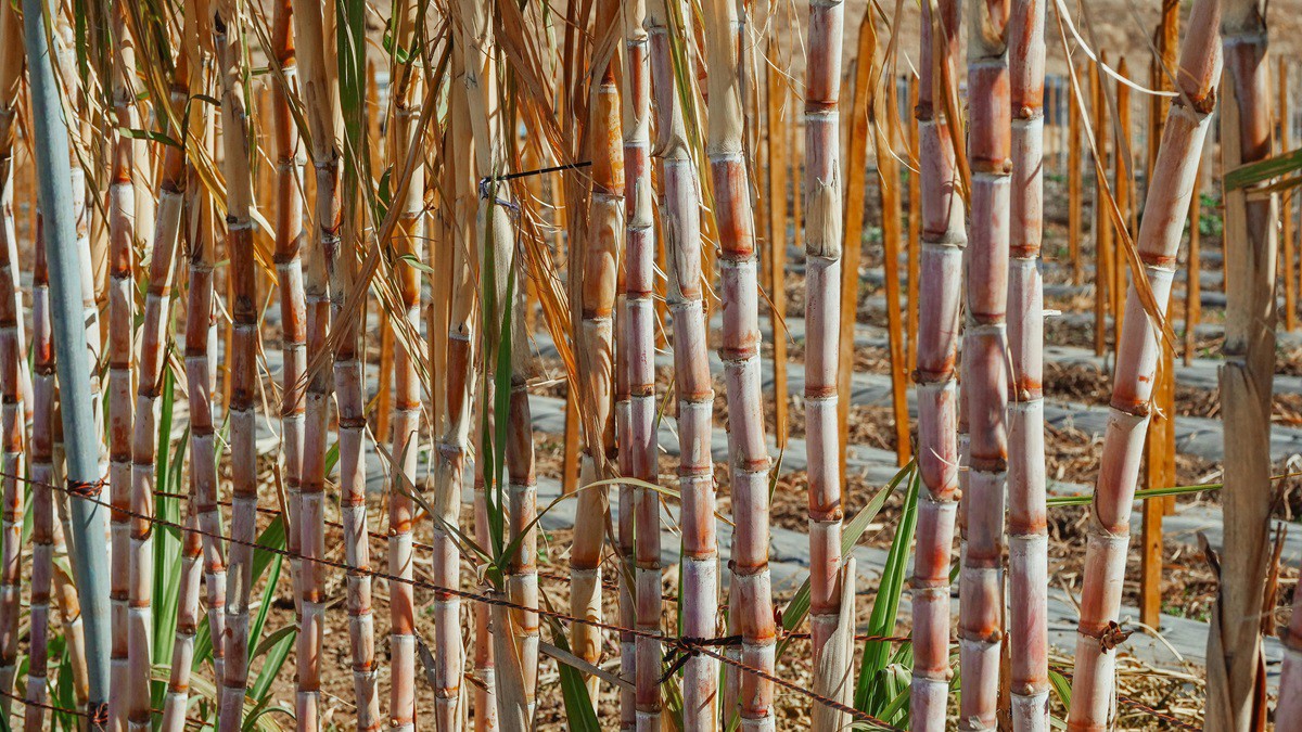 Minas Gerais é um dos maiores produtores de cana-de-açúcar do país