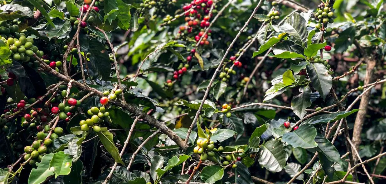 Minas Gerais é o maior produtor de café do Brasil
