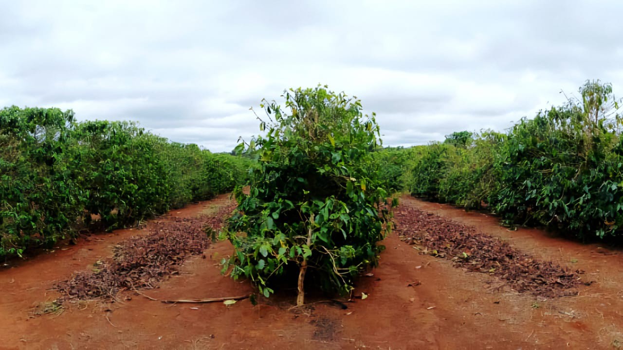 Na Chapada de Minas, algumas propriedades conseguem obter até 60% de cafés especiais do total produzido, o que é um índice excepcional tendo em vista os cuidados que o produto demanda