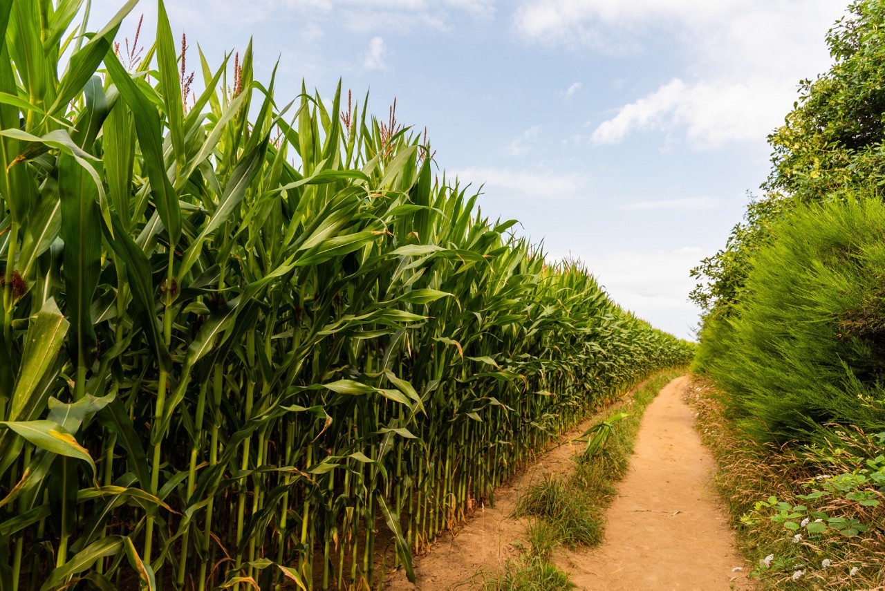 Biomassa de cana-de-açúcar é a principal bioenergia produzida pelo agro