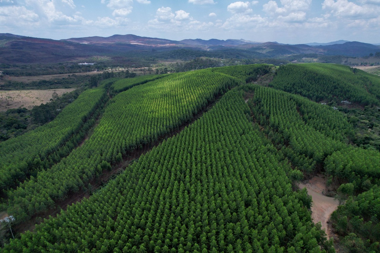 Fazenda de eucaliptos em Alvinópolis, região Central de Minas