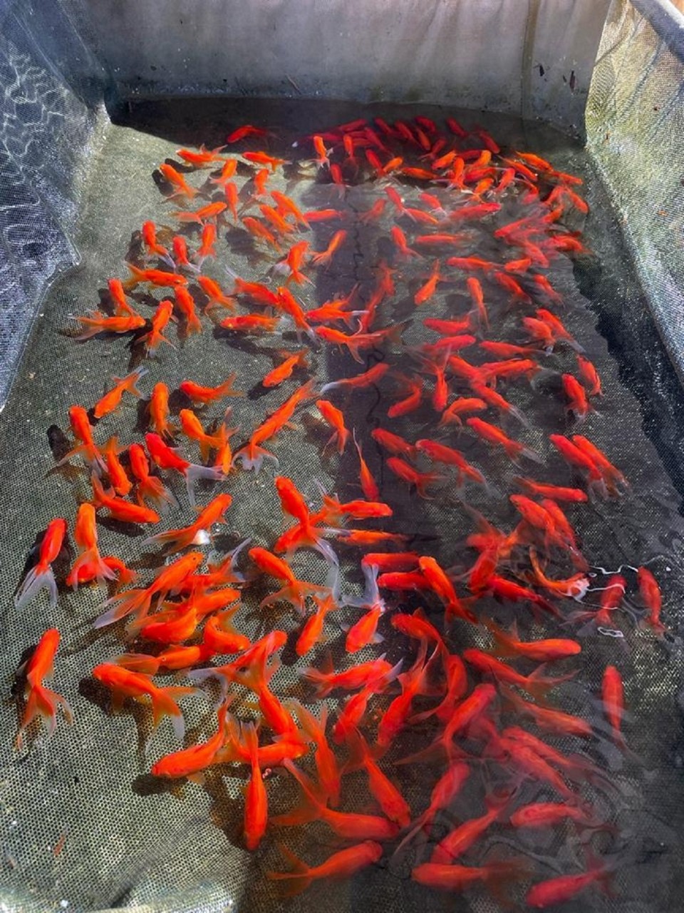 Minas Gerais lidera produção nacional de peixes ornamentais 