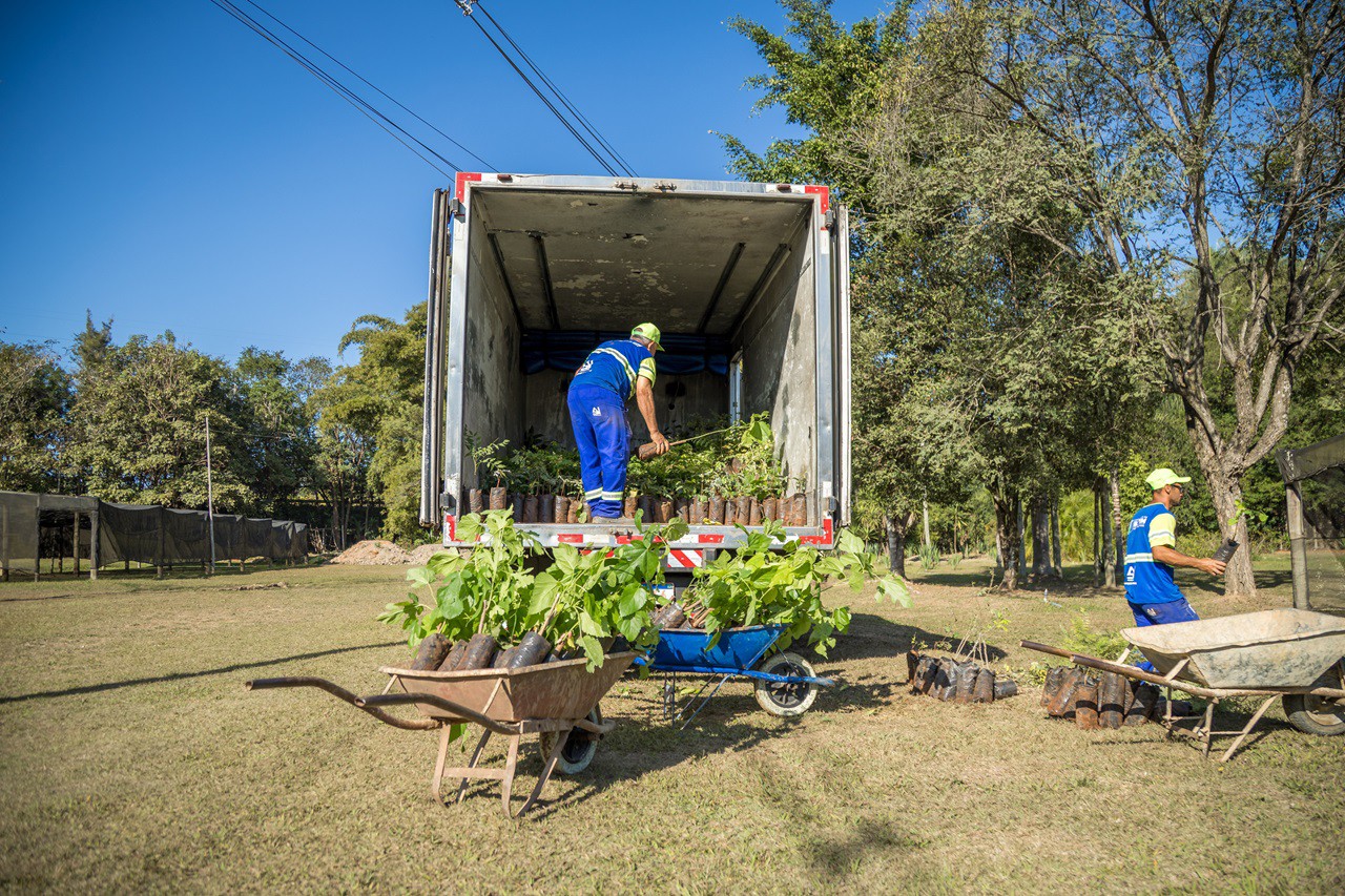 Mudas cultivadas pela RHI Magnesita