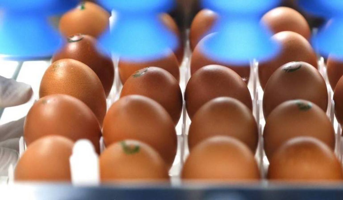 Tecnologia consiste em utilizar iluminação e escaneamento capazes de identificar em cinco segundos o sexo do embrião 