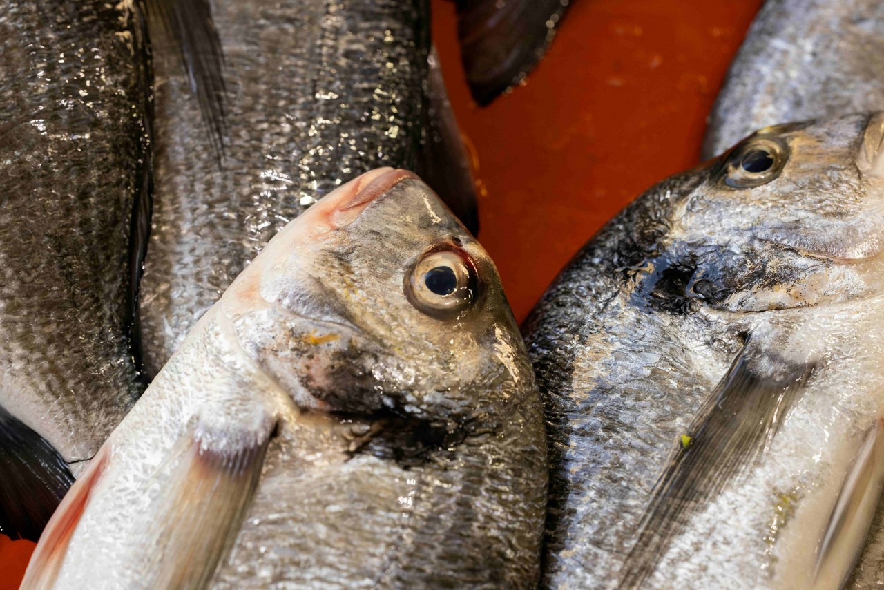 Mil toneladas de peixes estão em portos brasileiros, enquanto não há uma definição sobre taxa (imagem ilustrativa)