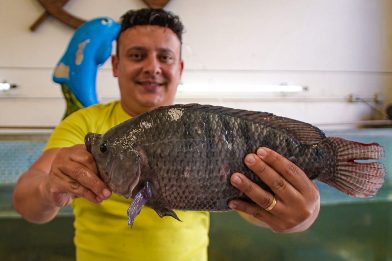 Peixaria no Lindeia vende tilápia fresca, diretamente do tanque