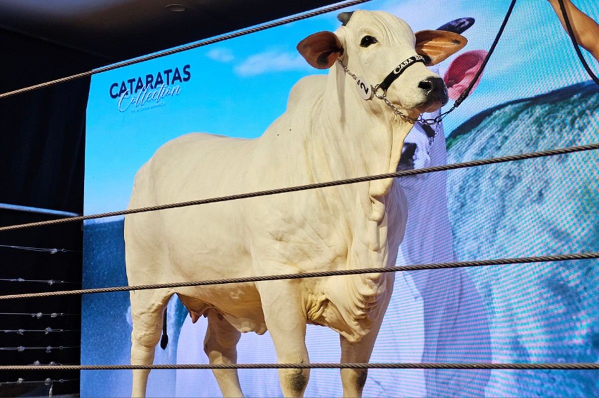 A vaca nelore Donna Fiv Ciav teve 25% dos seus direitos comercializados por R$ 13,5 milhões, o que eleva seu preço final a R$ 54 milhões