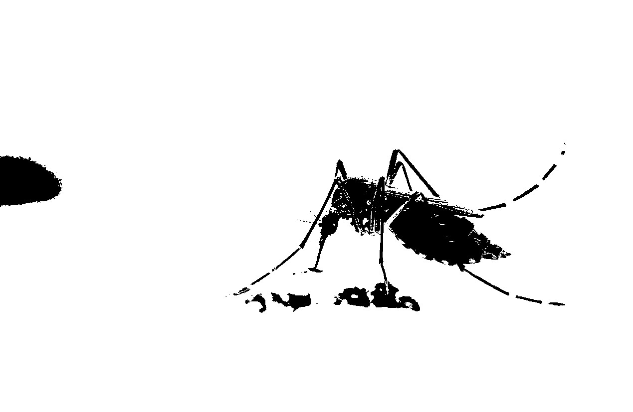 O mosquito Aedes aegypti, transmissor da dengue