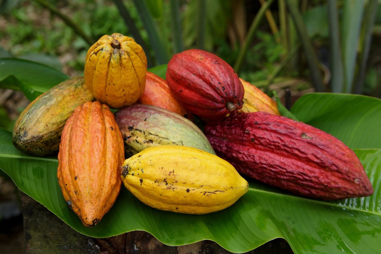 Produção de cacau em Minas avança com levantamento pioneiro