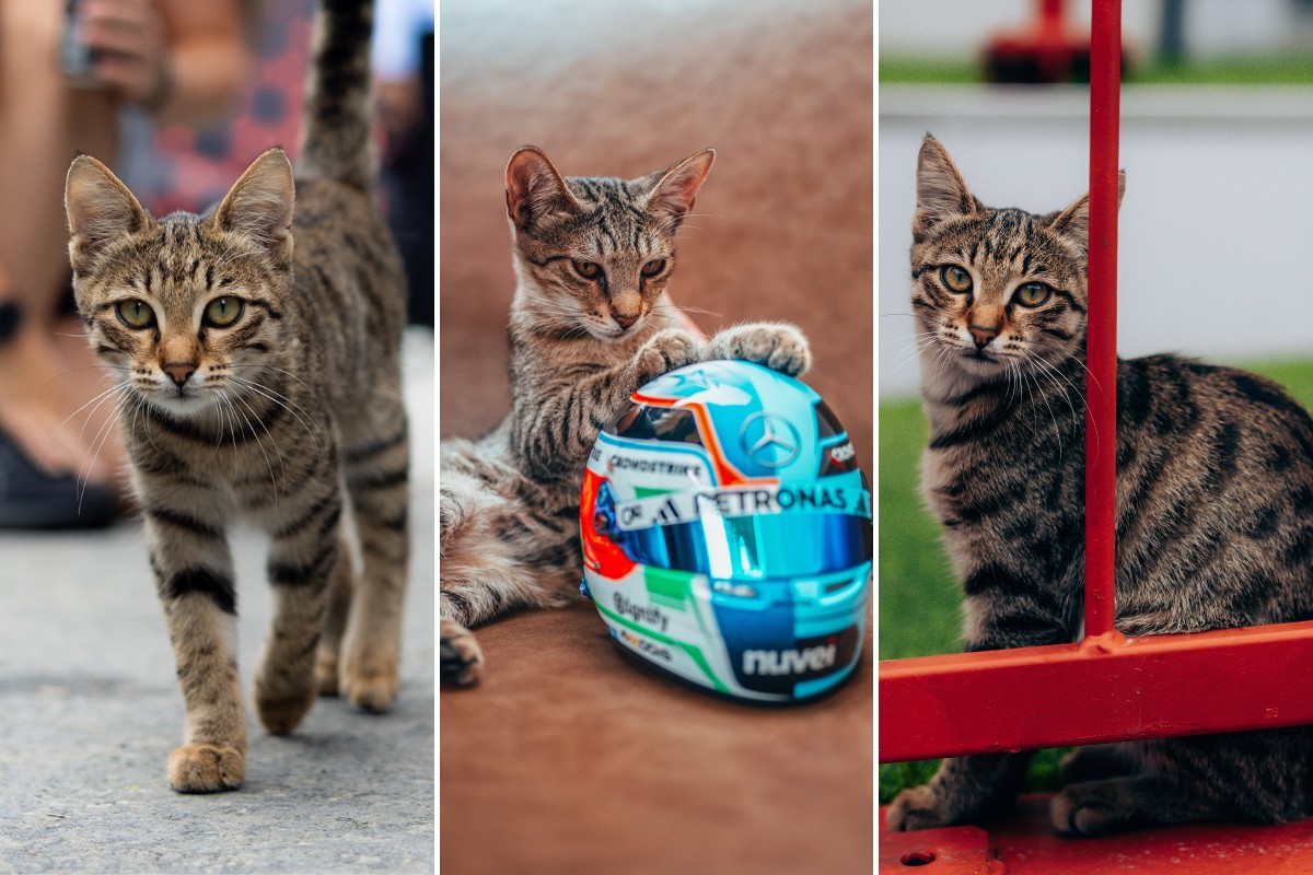 Gatinho invade paddock da F1 em Baku e vira sensação
