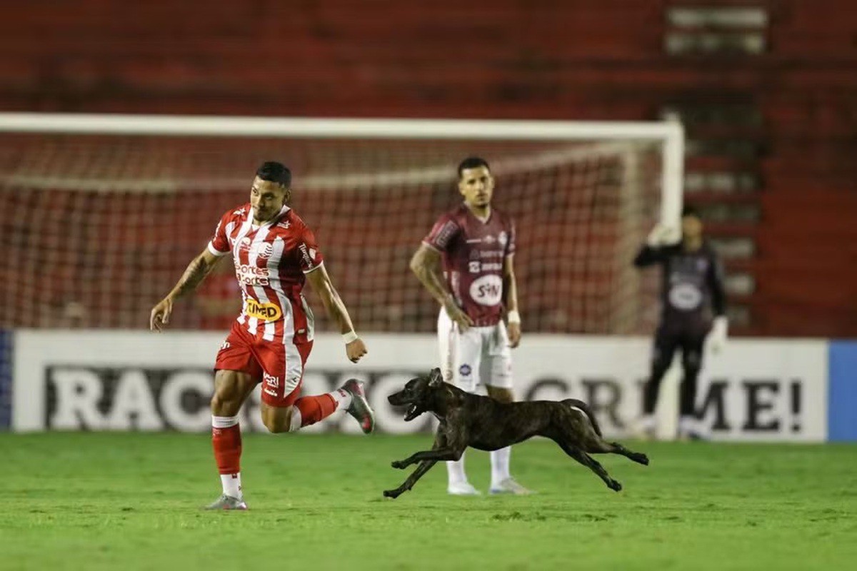 Cachorro invade gramado dos Aflitos durante Náutico x Caxias
