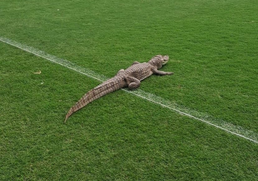 Jacaré é visto em campo no CT do Vasco