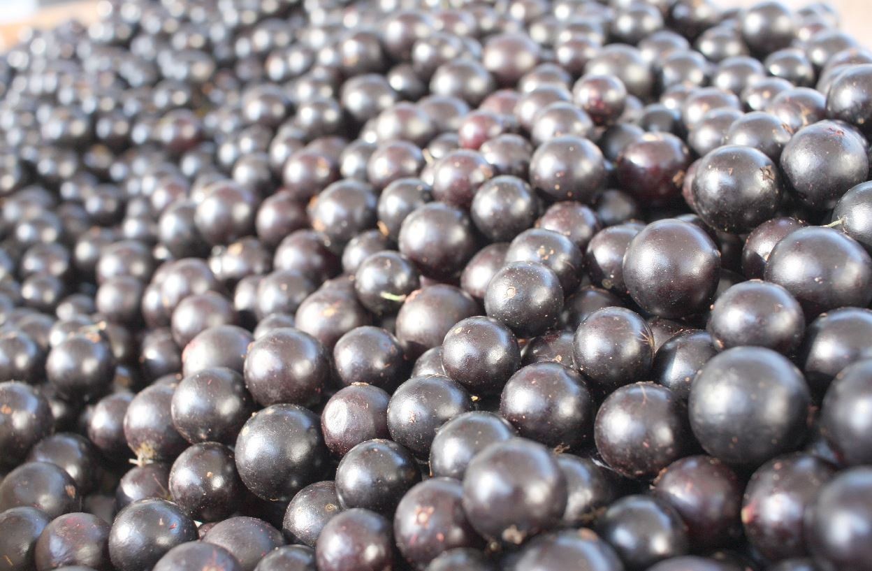 São consumidas cerca de 130 toneladas de jabuticaba durante festival em Sabará; Cachoeira do Campo se autointitula a maior produtora do fruto no Estado