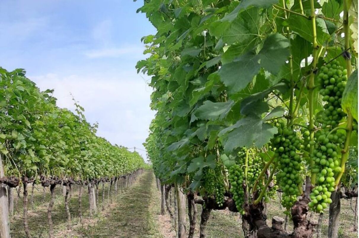 Parreiras carregadas de uvas Sauvignon Blanc na vinícola Stella Valentino