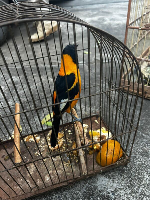 Homem é flagrado com 10 aves silvestres em gaiolas irregulares na BR-251, em Padre Carvalho