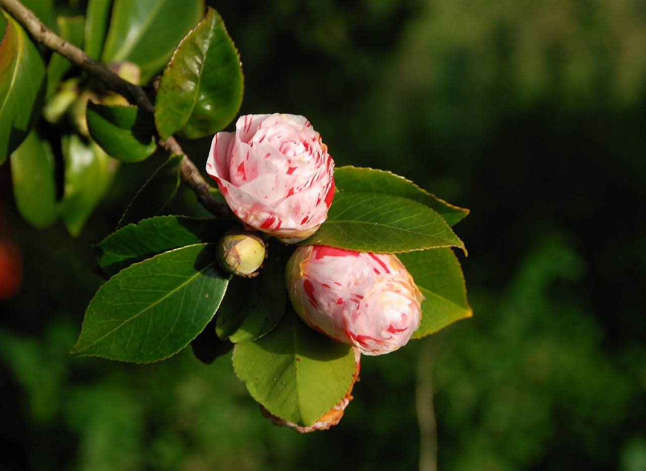 7 plantas ornamentais que resistem ao frio e são perfeitas para o inverno
