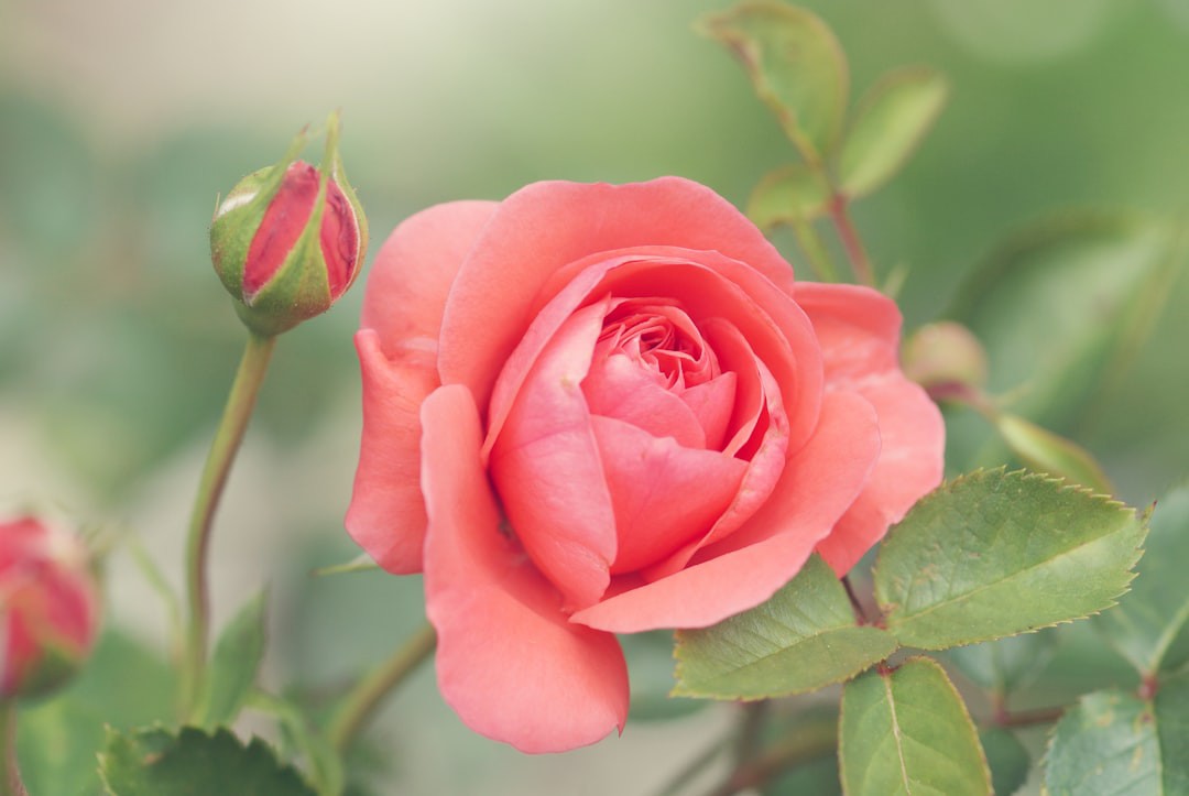 Essa tradição de São João pode deixar suas roseiras mais floridas; veja o segredo