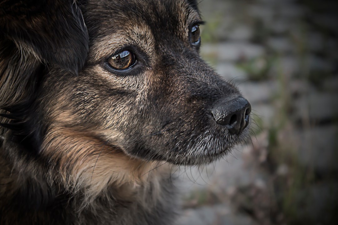 Homem é condenado por deixar cão trancado e sem comida até a morte em MG