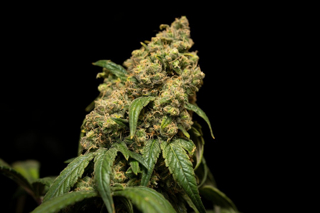 Mesmo com só um pé de maconha, homem segue condenado por tráfico, decide tribunal