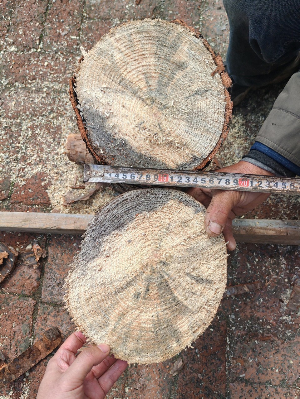 Fungo azul de 160 milhões de anos é descoberto na China e intriga cientistas