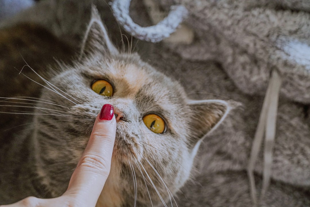 Alckmin sanciona lei que proíbe tatuagens e piercings em cães e gatos por estética