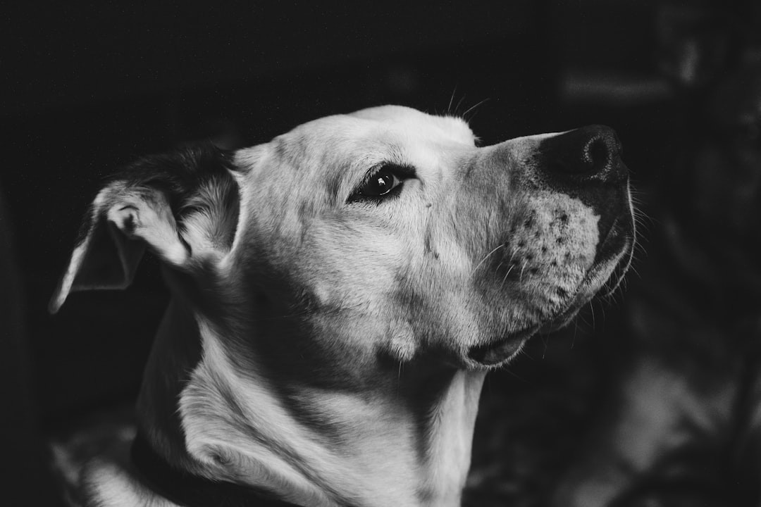 Vizinho pagará R$ 5 mil após ataque de pitbulls que matou cão do autor