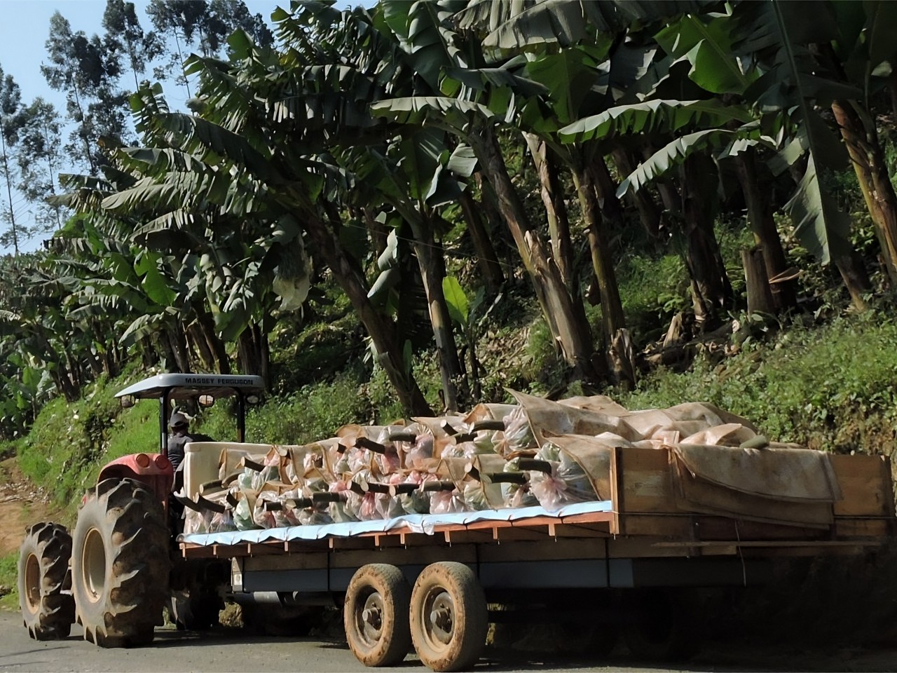 Empresa é processada por não entregar carga de bananas — e perde R$ 39 mil na Justiça