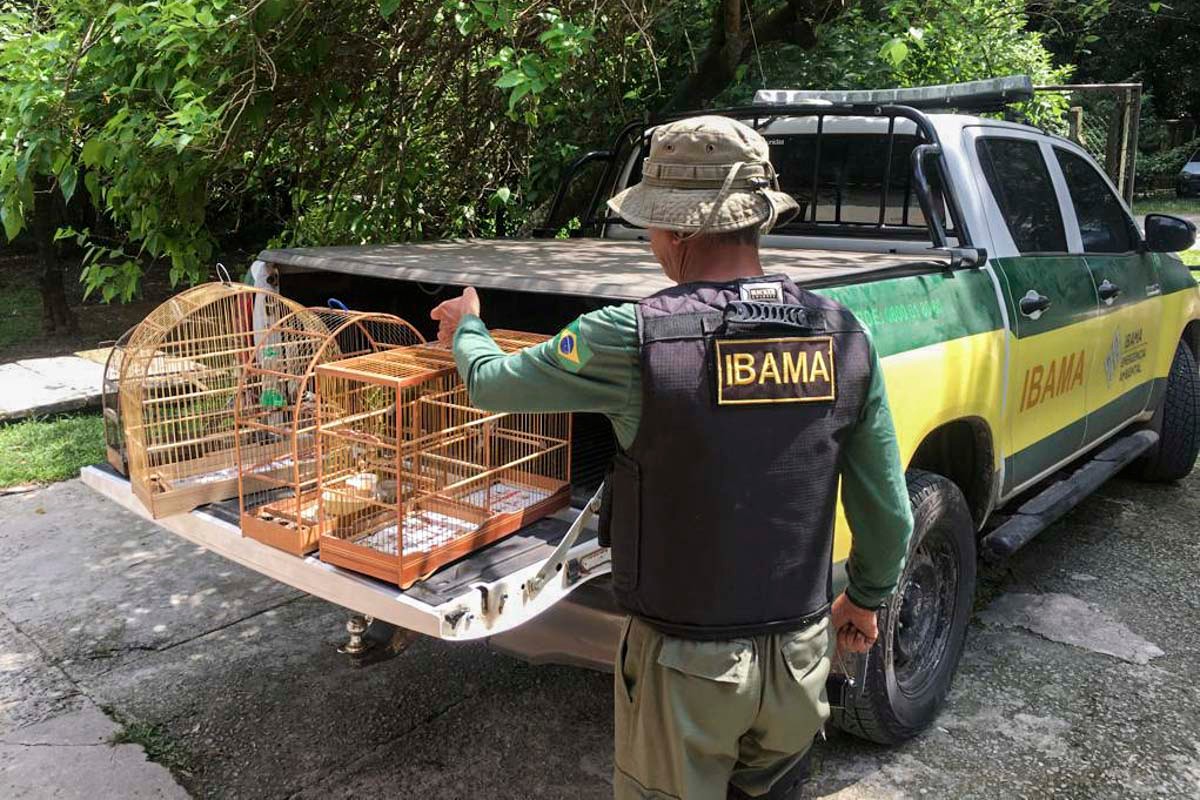 60 vagas urgentes: Ibama e Incra recrutam técnicos para licenciar obras do Novo PAC