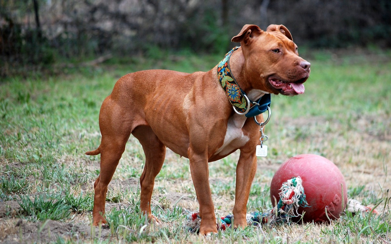 Governador Jorginho Mello proíbe Pit Bulls em SC e fixa multa de R$5.000