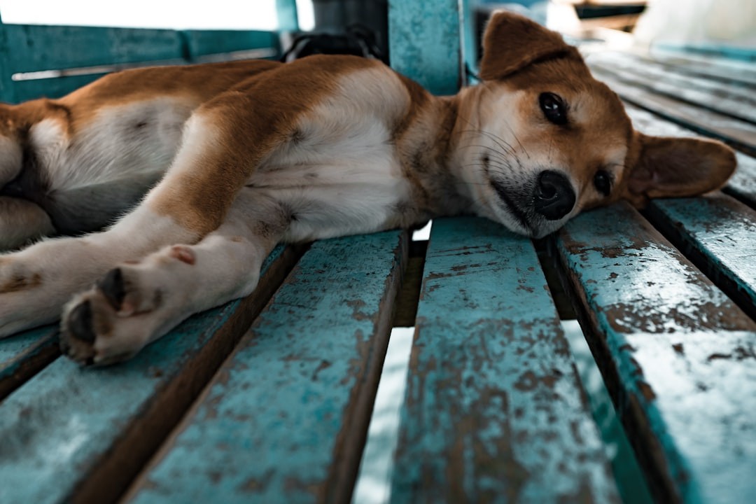 Justiça nega pensão para cachorro após divórcio e diz que dono deve arcar com gastos