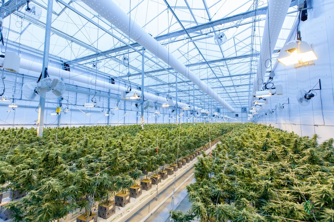Importação de sementes de Cannabis no Brasil passa a ter novas exigências sanitárias