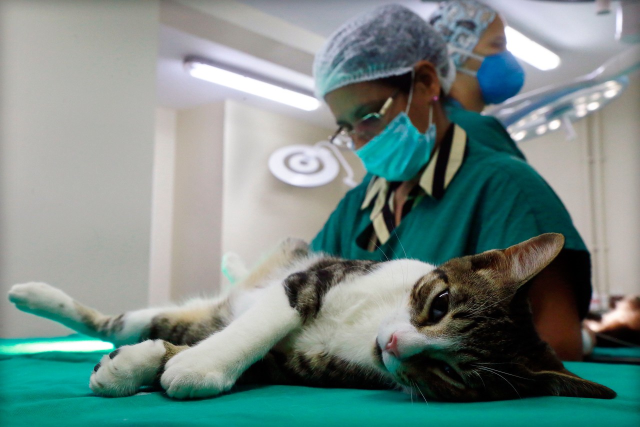 STF analisa lei de MG que obriga castração de cães e gatos criados para venda