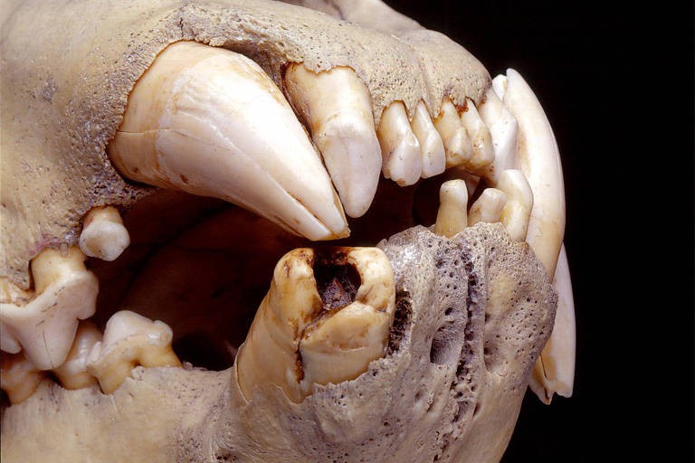 Dentes de leão Tsavo
