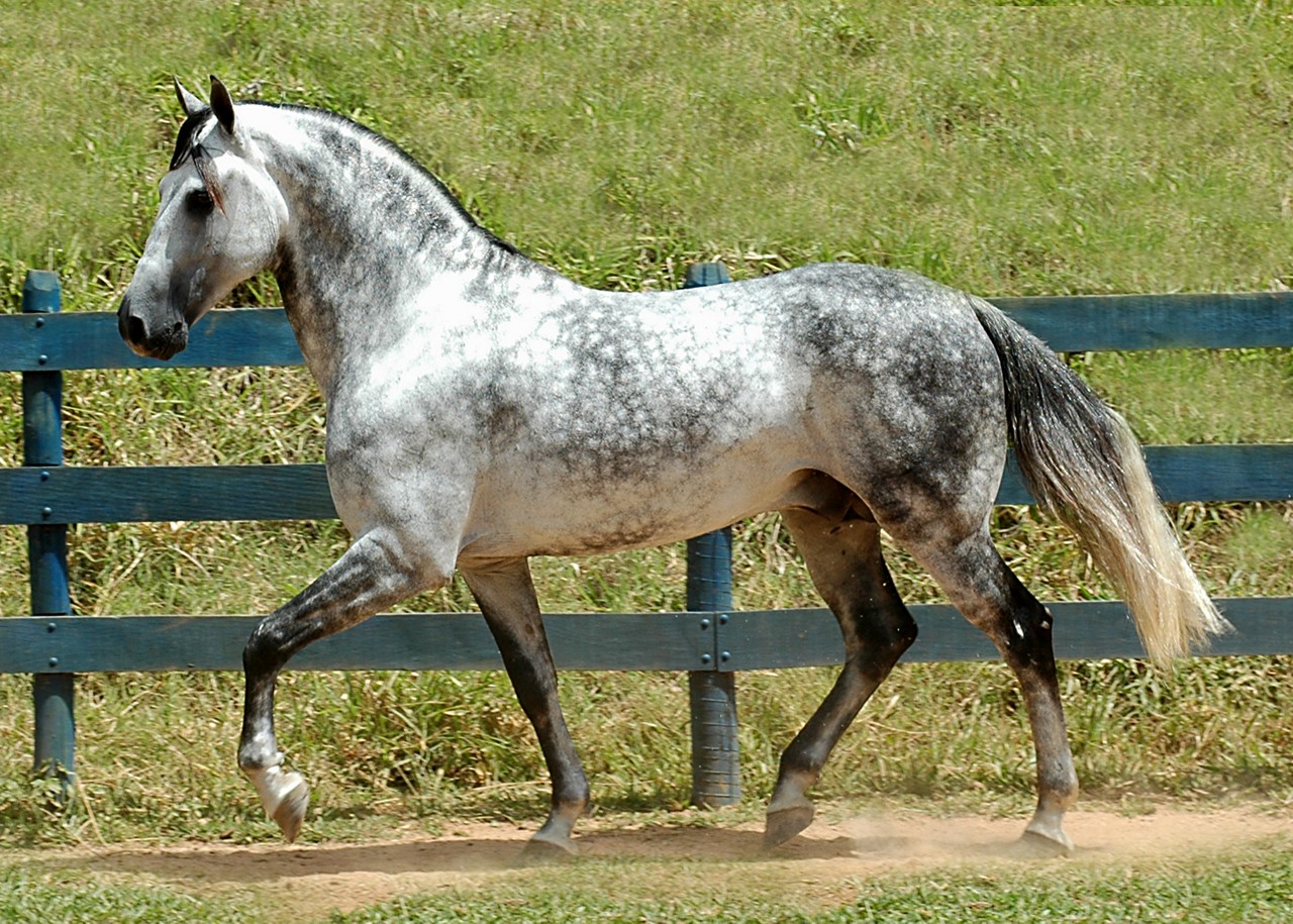 Foto ilustrativa de um cavalo Manga-Larga Marchador