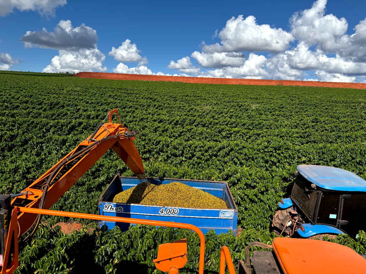 Colheita de café na fazenda da Cedro Agro.