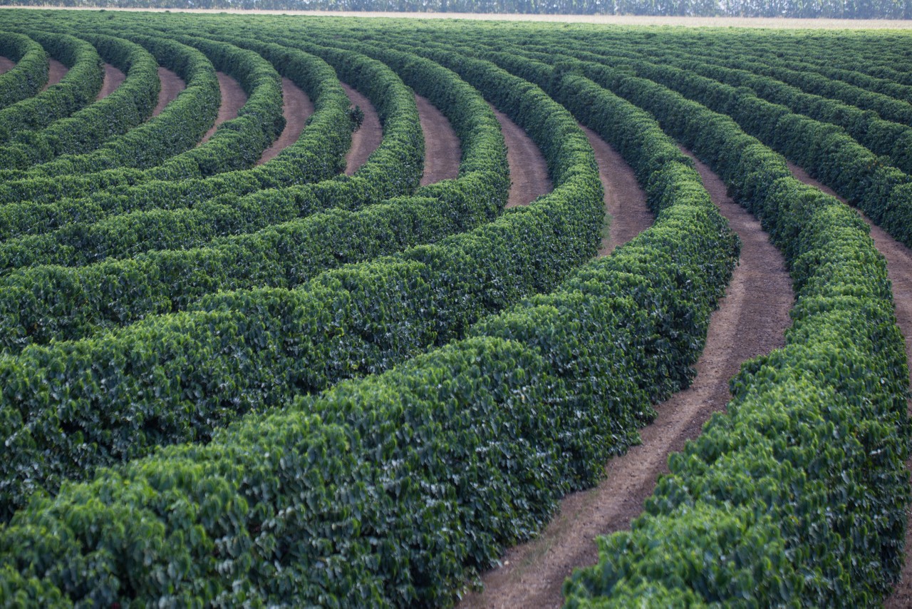 Quase 90% dos cafeicultores atendidos pelo Programa ATeG em Minas Gerais foram afetados por problemas do clima