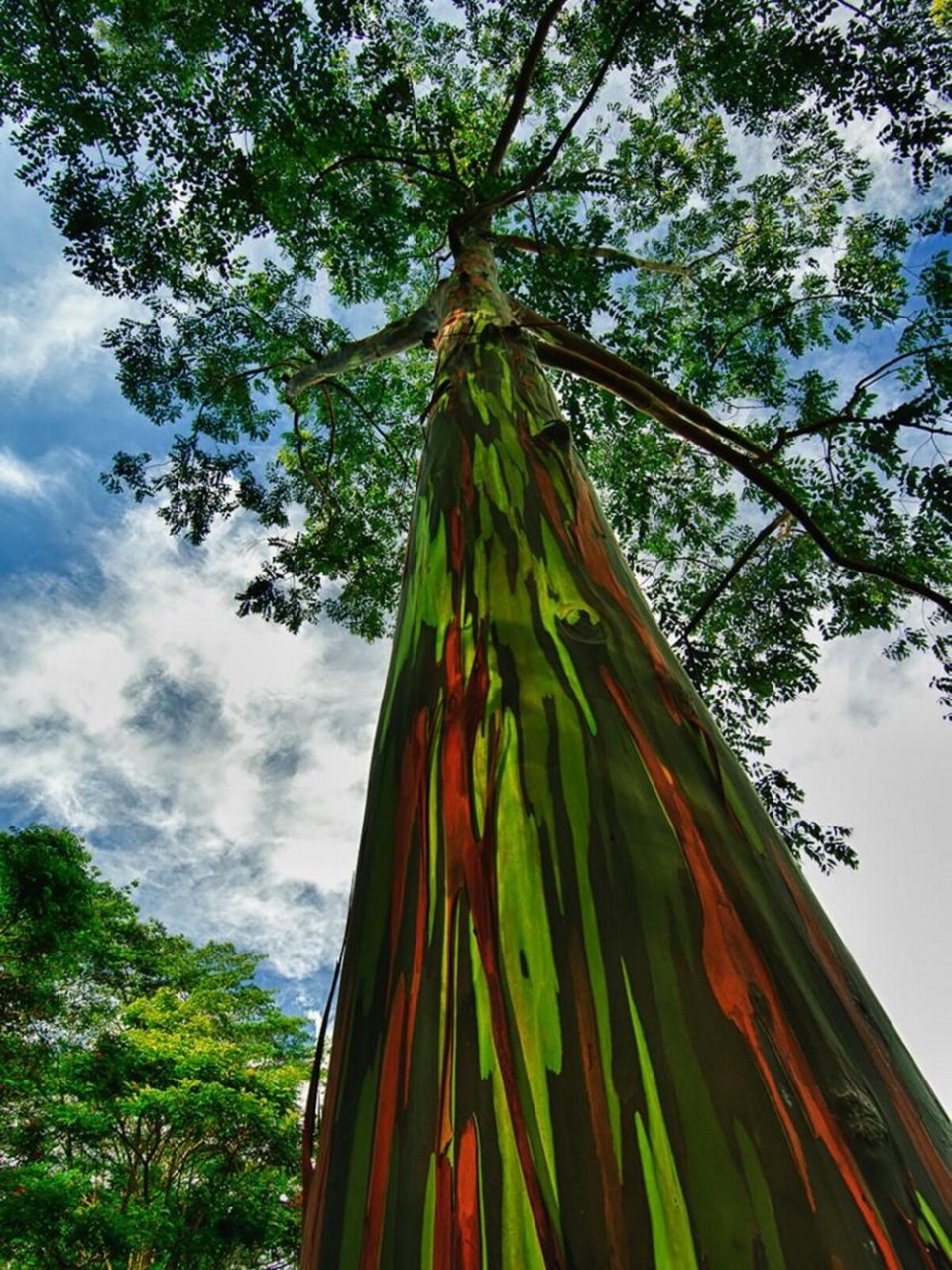 O Eucalipto Arco-Íris se adapta bem ao clima do Brasil. Suas sementes podem ser adquiridas em casas de jardinagem