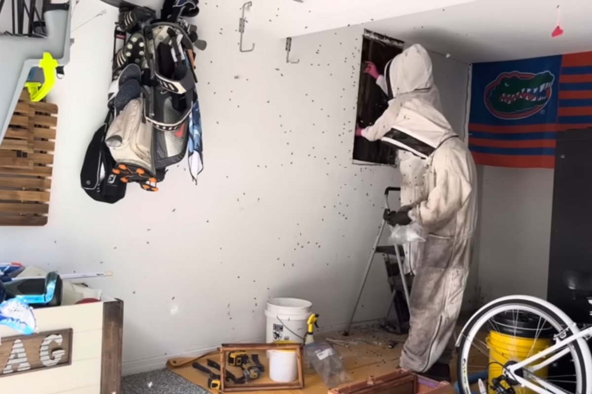 Homem descobre colmeia gigante de abelhas na garagem de casa