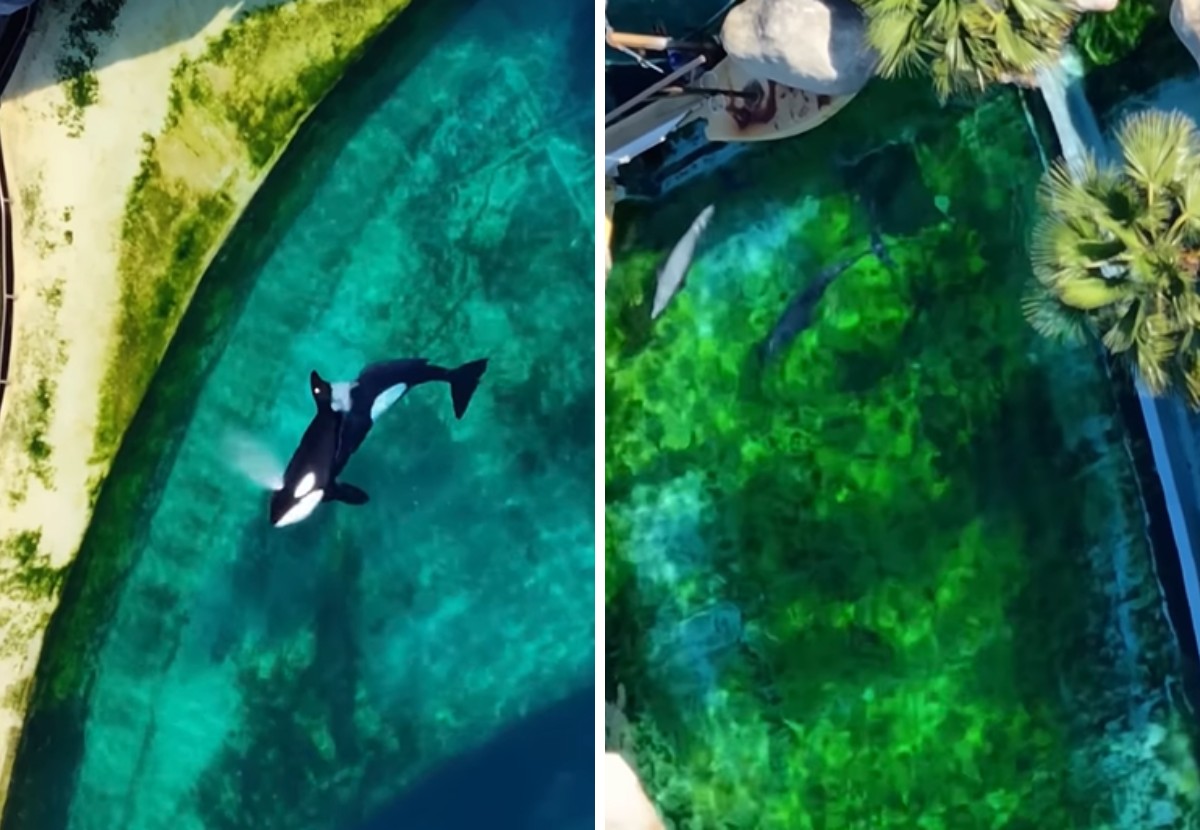 Animais vivem em situação precária 