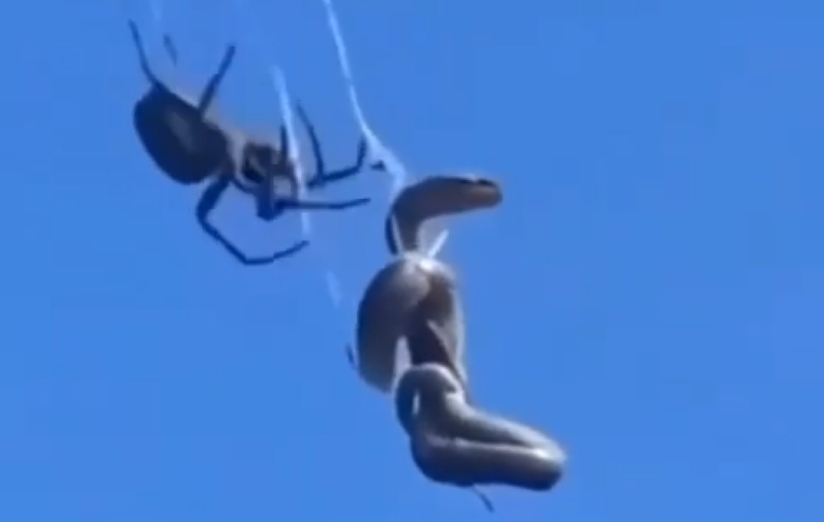 O aracnídeo em questão é conhecido por ser altamente letal